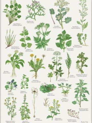 Spiselige Vilde Planter - kirsten tind