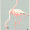 Zoologisk have - Flamingoer - Palle Wennerwald